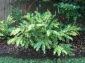 Variegated Shell Ginger / Alpinia zerumbet 